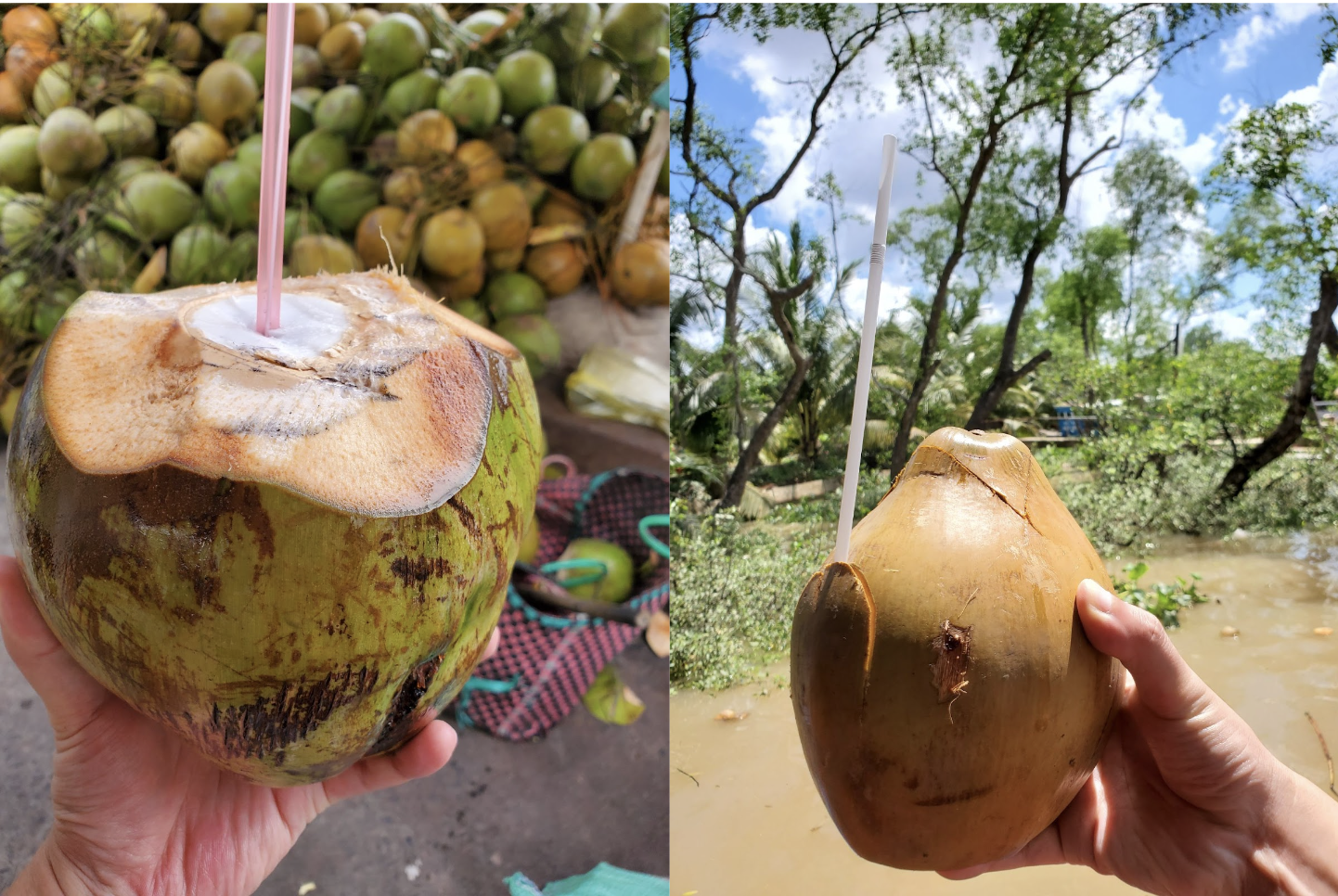 Coconut